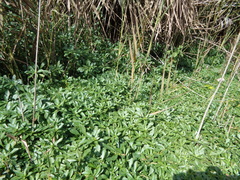Ludwigia grandiflora