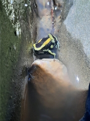 Dendrobates truncatus