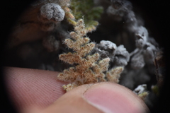 Myriopteris gracilis