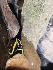 Dendrobates truncatus