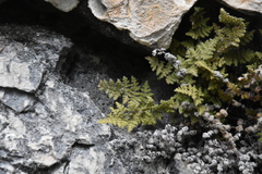 Myriopteris gracilis