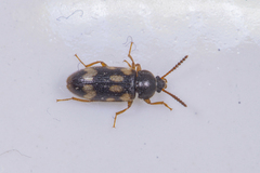 Mycetophagidae