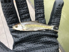 Luxilus chrysocephalus