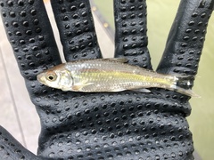 Luxilus chrysocephalus