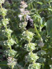 Copestylum violaceum