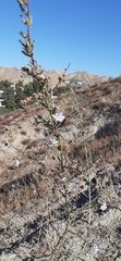 Stephanomeria virgata