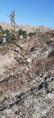 Stephanomeria virgata