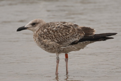 Larus fuscus