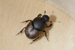 Onthophagus