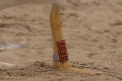 Larus michahellis michahellis