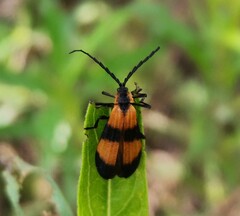 Calopteron