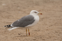 Larus michahellis michahellis