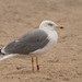 Mediterranean Yellow-legged Gull - Photo (c) João Lima, some rights reserved (CC BY-NC), uploaded by João Lima