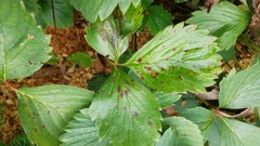 Diplocarpon fragariae