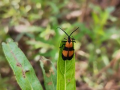 Calopteron