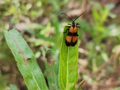 Calopteron