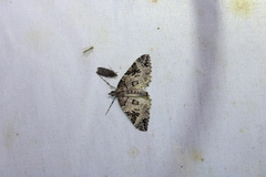 Eulithis explanata