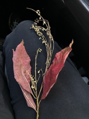Oxydendrum