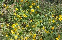 Sclerocarpus uniserialis