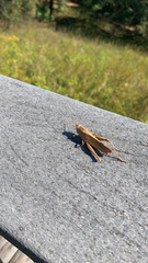 Schistocerca damnifica