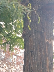 Styphnolobium japonicum