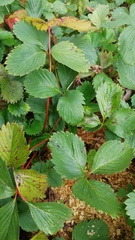Diplocarpon fragariae