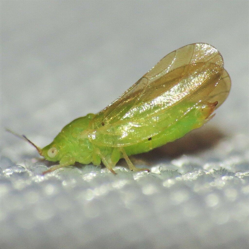 Craspedolepta lapsus