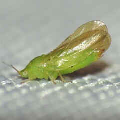 Craspedolepta lapsus