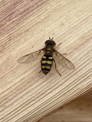 Metasyrphus