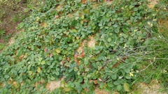 Diplocarpon fragariae