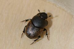 Onthophagus
