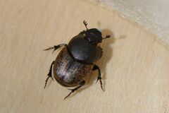 Onthophagus