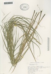 Carex muskingumensis