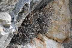 Myriopteris gracilis