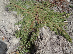 Ludwigia grandiflora