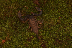 Hormuridae