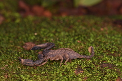 Hormuridae