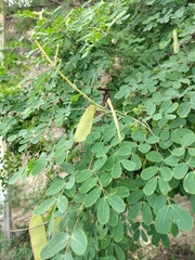 Erythrostemon mexicanus