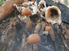 Galerina marginata