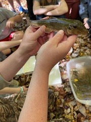 Hypentelium nigricans