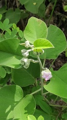 Argyreia osyrensis