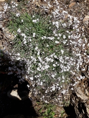 Gypsophila repens