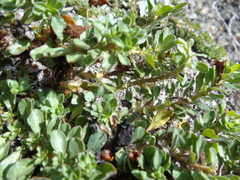 Ludwigia grandiflora