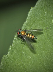 Condylostylus comatus