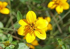 Sclerocarpus uniserialis