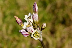 Nothoscordum