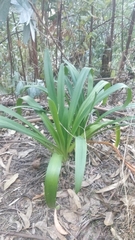 Agapanthus praecox image