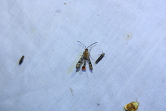 Synanthedon acerni