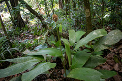 Goeppertia altissima