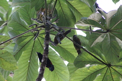 Ramphocelus passerinii